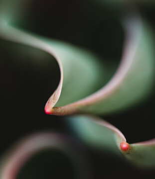 Close up of curves of green tulip leaves in garden on spring day.