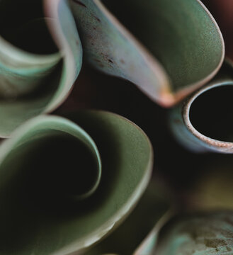 Close up of curves of green tulip leaves in garden on spring day.