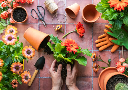 Top view hands potting flowers with gardening tools on tile backdrop.