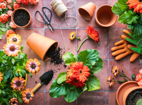 Top view orange flowers, pots, gardening tools on tile backdrop.