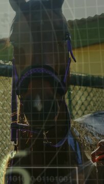 Vertical video: Red sleeve hand entering and spraying horse for care while graphics becoming charts