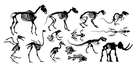 Obraz premium A big set of animal skeletons. 