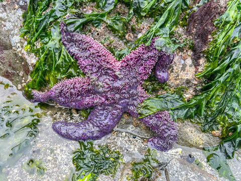 Purple Star on a Rock