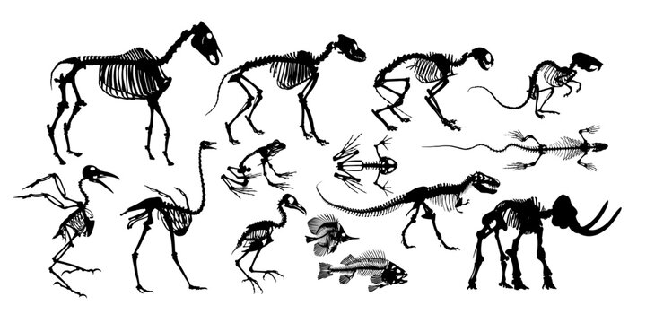 A big set of animal skeletons.
