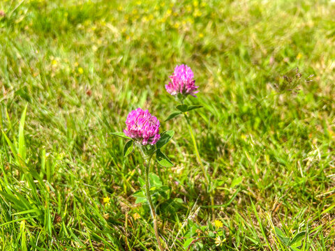 Clover in Bloom