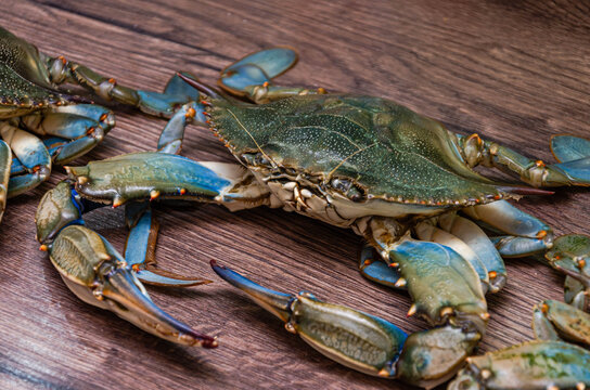 Fresh raw blue crab (Callinectes sapidus) on a rustic kitchen table, uncooked gourmet seafood prepared for cooking, top view close-up