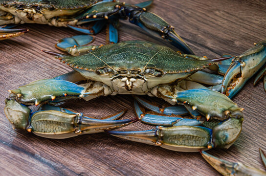 Fresh raw blue crab (Callinectes sapidus) on a rustic kitchen table, uncooked gourmet seafood prepared for cooking, top view close-up