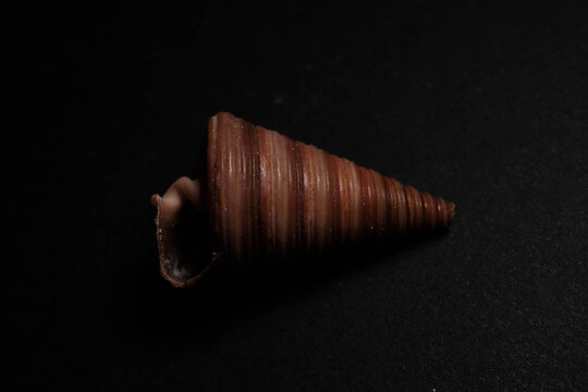 Dark Brown Ribbed Conical Top Shell Displaying Open Aper