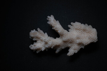 Bleached White Branching Coral Skeleton on Dark Studio Backgr © Mohammed