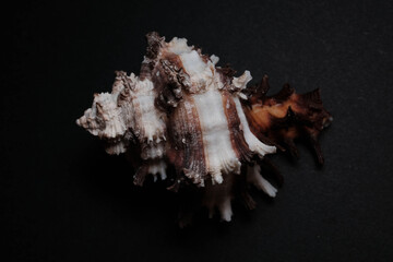 Fototapeta premium Ornate Dark Brown and White Frilled Murex Shell on Black Backgr