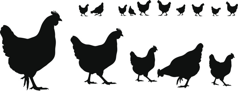 Chicken silhouette set collection &ndash; hen rooster farm poultry black vector isolated