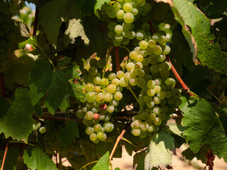 Naklejka premium Grappe de raisin blanc dans les vignobles de l'Armagnac 