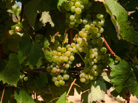 Grappe de raisin blanc dans les vignobles de l'Armagnac	