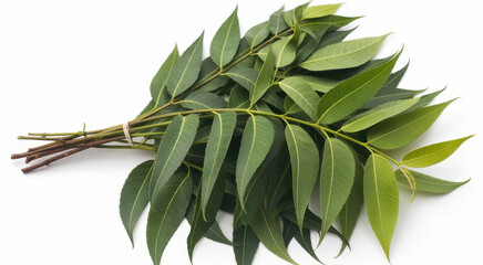 Fototapeta premium A bundle of fresh green neem leaves tied with a small rubber band isolated on a white background