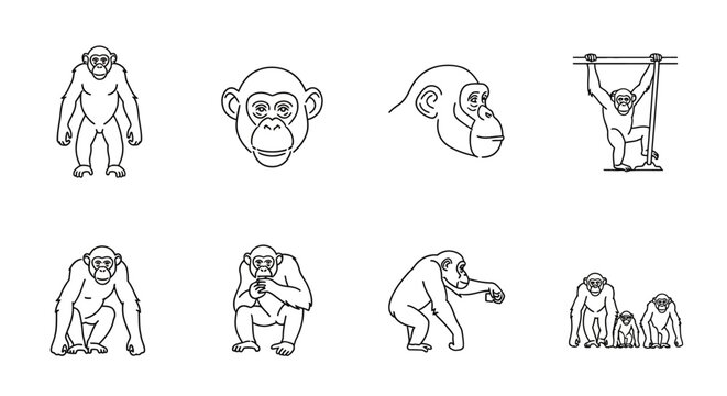 Line art chimpanzee illustrations set depicting various poses and actions