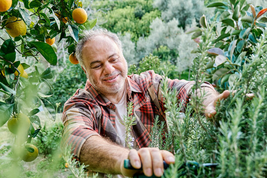 Smiling gardener harvesting fresh rosemary in Mediterranean herb garden
