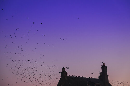 Flock flying over roof silhouette at sunset in Scottish Highland