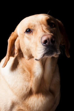 Close up studio portrait of a yellow Labrador Retriever