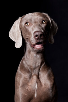 Expressive Weimaraner dog portrait on black background in studio