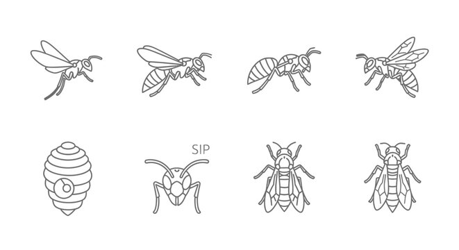 Outlined insect collection detailed illustrations of bees ants and wasps
