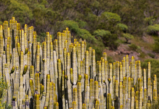 Canary Island spurge in natural habitat in Tenerife