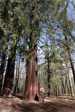 Mindful man standing next to giant sequoia tree in forest