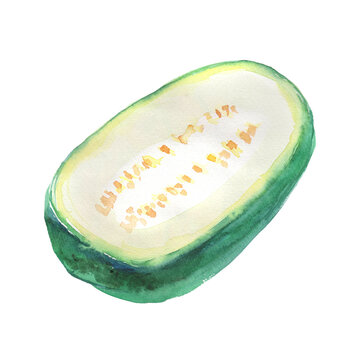 Watercolor illustration of winter melon on transparent background