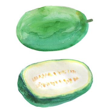 Watercolor illustration set of winter melon on transparent background