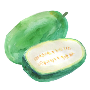 Watercolor illustration of winter melon 3 on transparent background