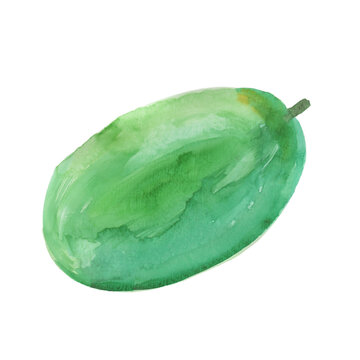 Watercolor illustration of winter melon 2 on transparent background