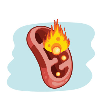 Fat Burning in Mitochondria Beta Oxidation Medical Illustration