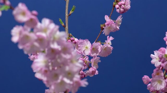 timelapse of blooming ornamental cherry branch rotating on blue screen background