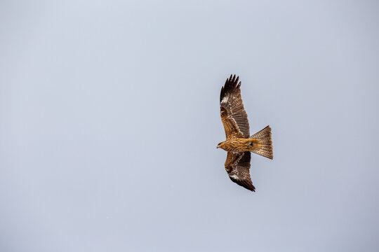 Black kite (Milvus migrans) soaring in a grey sky, Japan.