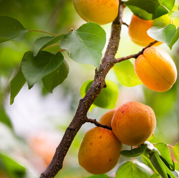 Ripe apricots hanging on a tree branch in a garden.