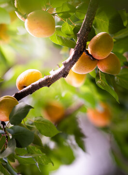 Ripe apricots hanging on a tree branch in a garden.