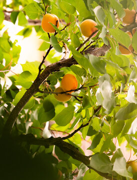 Ripe apricots hanging on a tree branch in a garden.