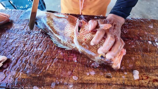 Expert hands skillfully fillet a fresh red hind (Epinephelus guttatus) on a rustic wooden board, capturing authentic, traditional fish processing.