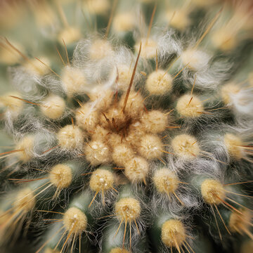 Radiant cactus macro texture with fuzzy spines