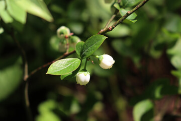Close-up of Vaccinium myrtillus  branch with small white flowers. Common Blueberry bush on springtime © saratm