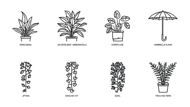 Houseplant Collection Line Art: A minimalist line art collection showcasing diverse houseplant, each plant has unique character, including fern, ivy, tradescantia, colocasia, gomphrena