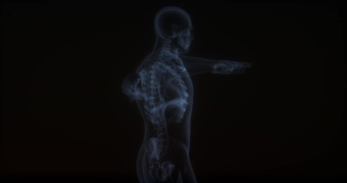 Brachialis muscle in human body. X Ray. Loop