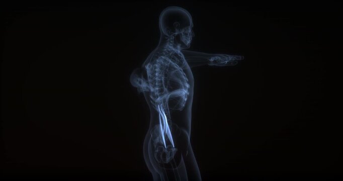 Psoas major and minor muscle in human body. X Ray. Loop
