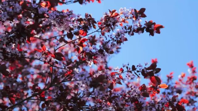 Beautiful cherry blossom branch with pink flowers and vibrant red leaves swaying in the wind against a clear blue sky. Bright sunlit spring nature background with dynamic motion.