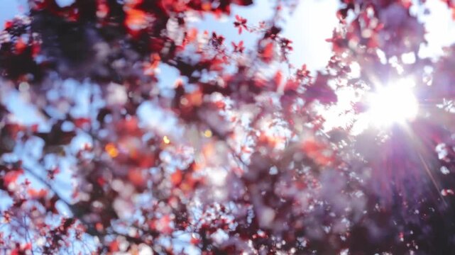 Bright sun flare shining through blurry branches of cherry plum tree with red leaves and pink blossoms, beautiful spring abstract bokeh texture