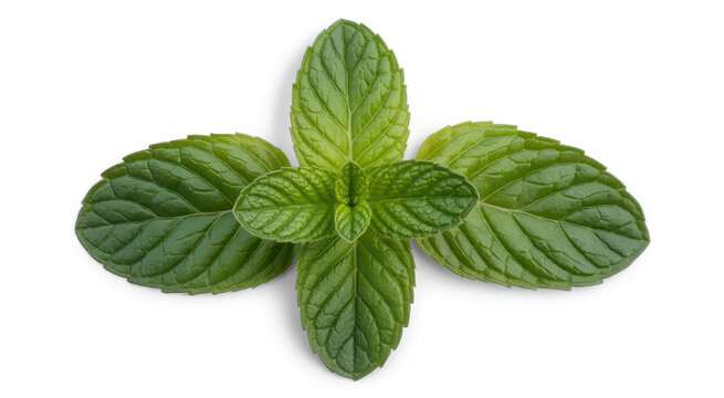 Fresh green mint leaves arranged in a symmetrical pattern isolated on a plain white background view