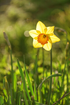 Single yellow narcissus blooming in backlit spring garden