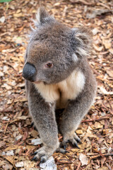 Koala sitting on a bed of dry leaves on Kangaroo Island © daboost