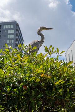 Grey heron perched on bush in Tennoji Park, Osaka