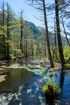 Gokusama wetlands and forest reflections in Kamikochi, Japan