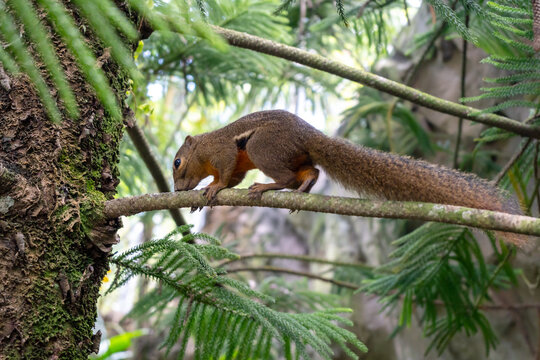Wild plantain squirrel on a tree branch in tropical forest